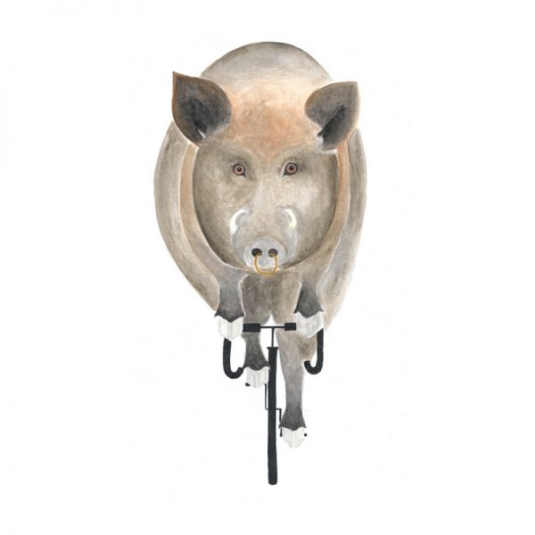 Wildschwein auf Fahrrad Rennrad Schwein