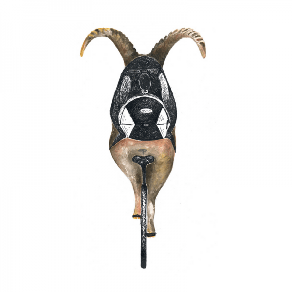 Steinbock mit Rucksack Deuter von hinten auf Fahrrad Mountainbike Alpenüberquerung