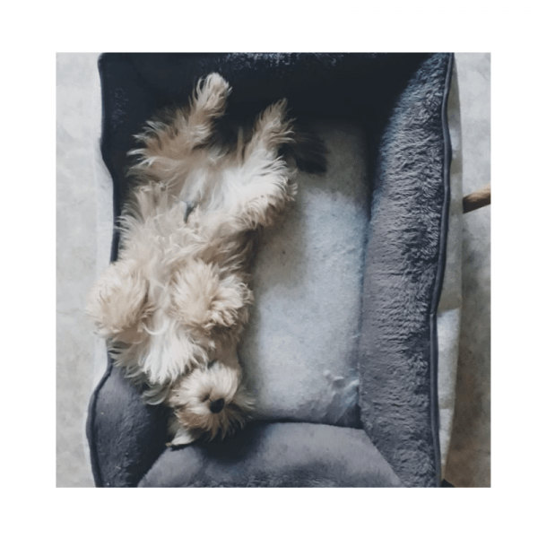 Rest-and-Play-Hund-Momo-Ausruhen-Innehalten-Gleichgewicht-Ruhe