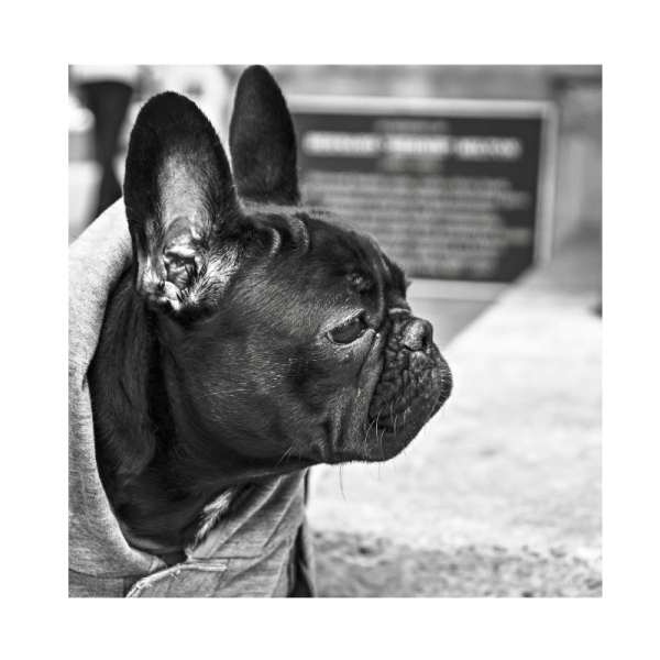 Molly-dog-hund-bulldogge-poem-gedicht-spielen