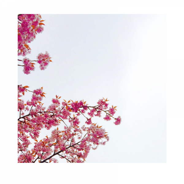 Frühling-rezepte-vegan