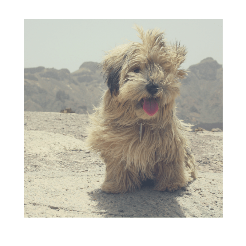 hund-zero-waste-minimalismus